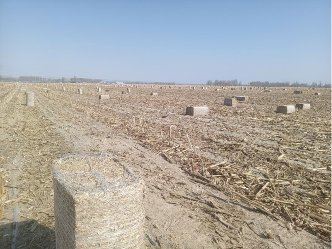 呼和托哈种畜场全力做好秸秆离田工作