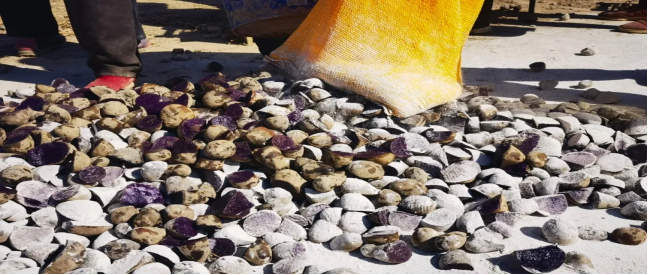 查干屯格乡种植特色农作物展望农业发展新篇章