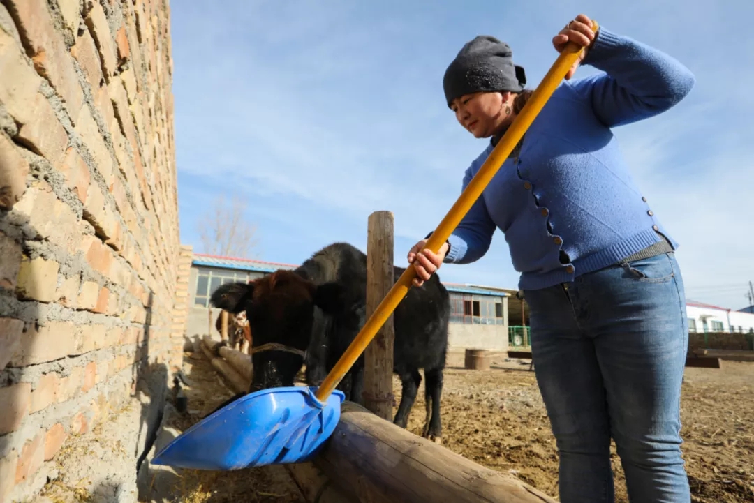 艾德别克的妻子加依娜古丽正在喂牛(资料图)